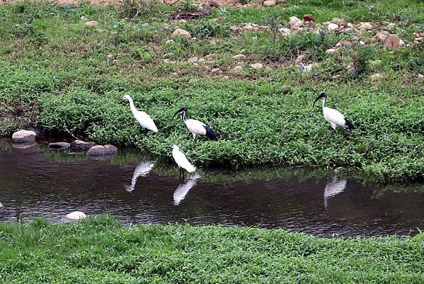 山鼻坑子溪鳥事-2.JPG