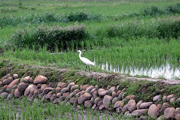 山鼻坑子溪鳥事-14.JPG