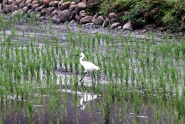 山鼻坑子溪鳥事-15.JPG