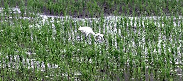 山鼻坑子溪鳥事-18.JPG