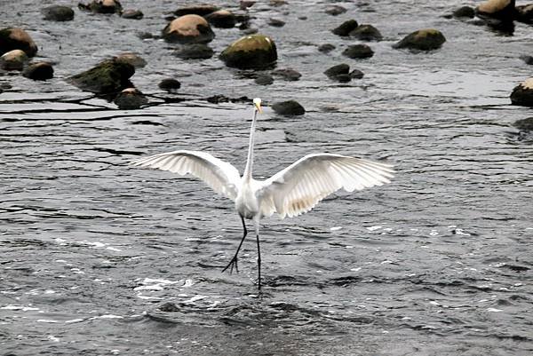 河邊鳥事-73.JPG