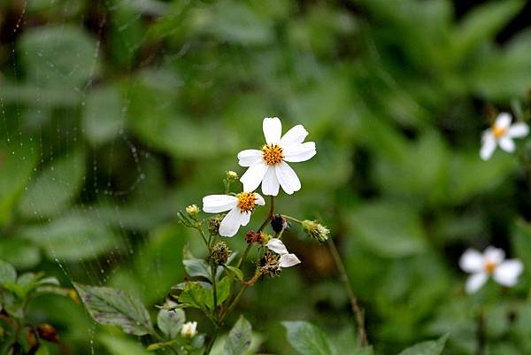 瑞穗拈花惹草-9.JPG