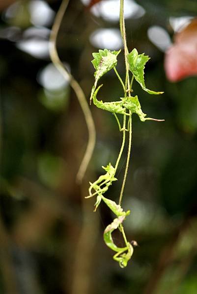 瑞穗拈花惹草-14.JPG