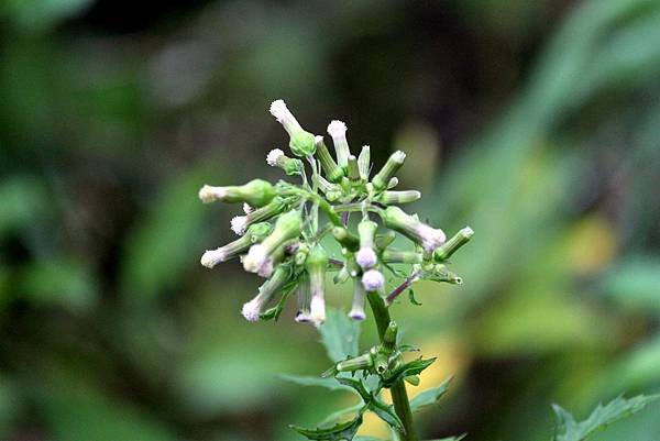 瑞穗拈花惹草-8.JPG