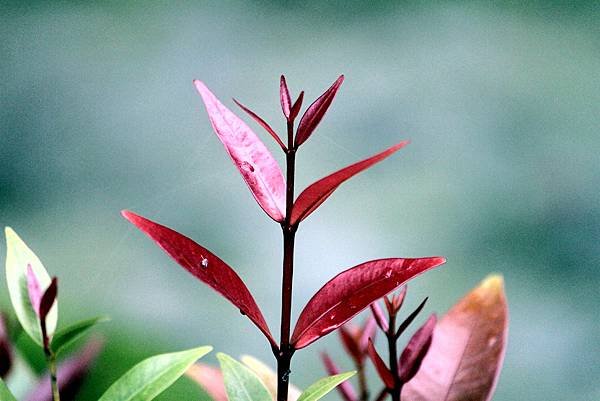 瑞穗拈花惹草-28.JPG