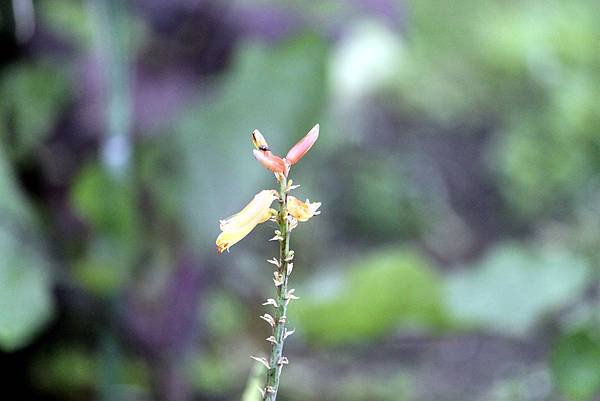 瑞穗拈花惹草-35.JPG