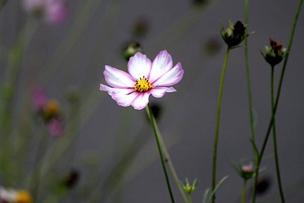 瑞穗拈花惹草-37.JPG