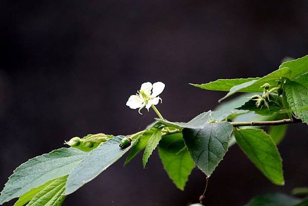 馬太鞍溼地拈花惹草-31.JPG