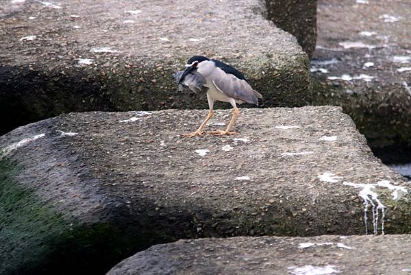 河邊鳥事-25.JPG