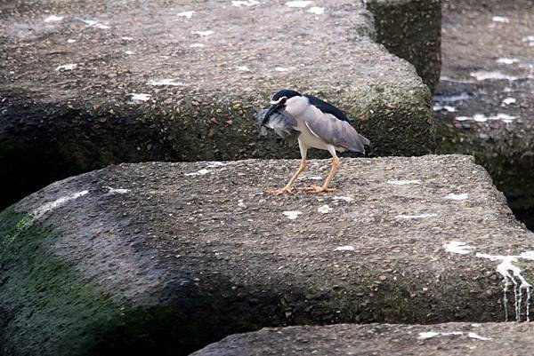 河邊鳥事-26.JPG