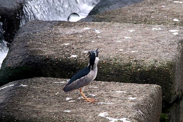 河邊鳥事-32.JPG