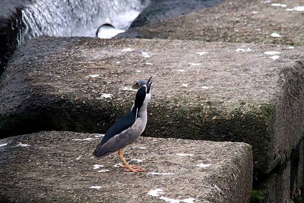 河邊鳥事-33.JPG