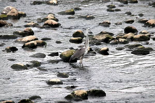 河邊鳥事-58.JPG