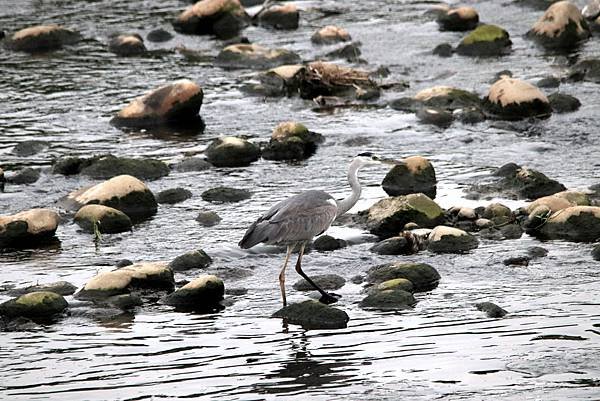 河邊鳥事-63.JPG