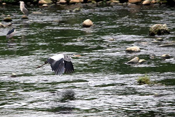 河邊鳥事-99.JPG