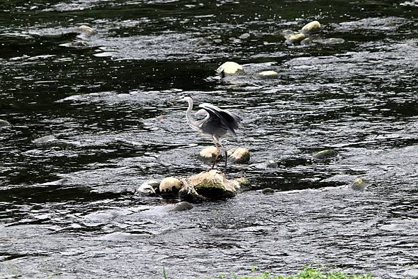 河邊鳥事-106.JPG