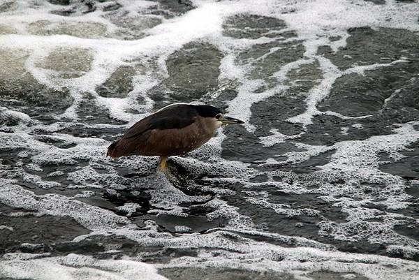 河邊鳥事-109.JPG