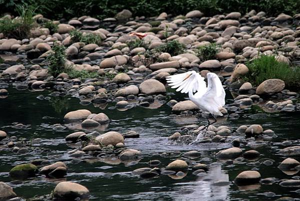 河邊鳥事-113.JPG