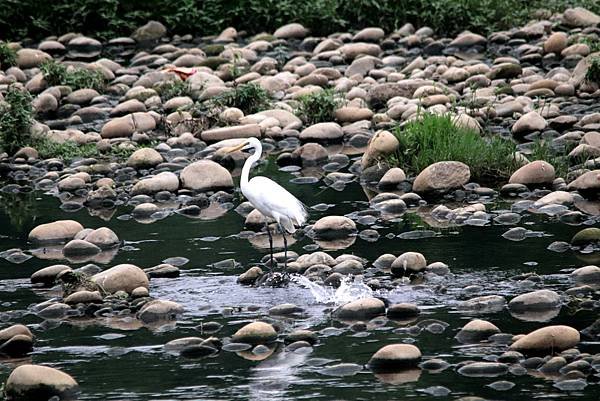 河邊鳥事-114.JPG