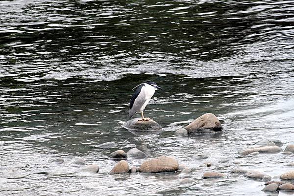 南崁溪邊鳥事-7.JPG