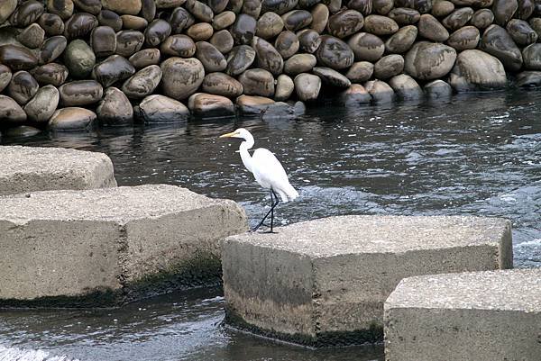 南崁溪邊鳥事-11.JPG