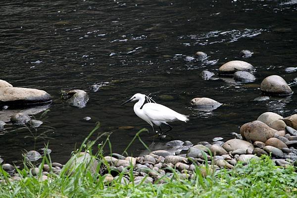 南崁溪邊鳥事-18.JPG