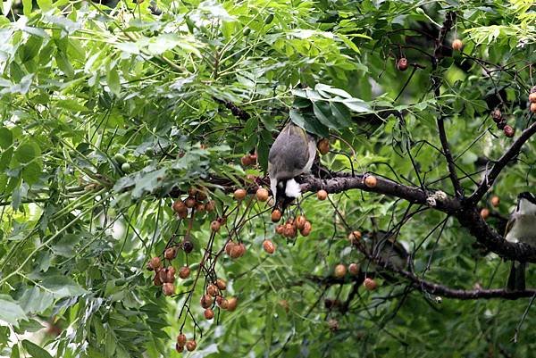 南崁溪邊鳥事-21.JPG