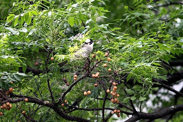 南崁溪邊鳥事-23.JPG