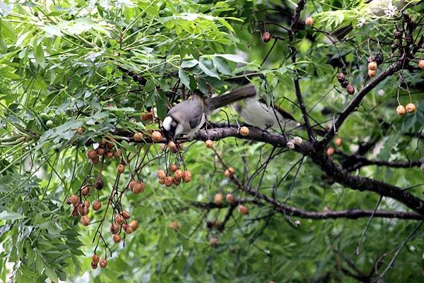 南崁溪邊鳥事-22.JPG