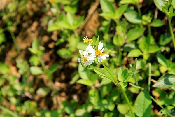 五酒桶山拈花惹草-3.JPG