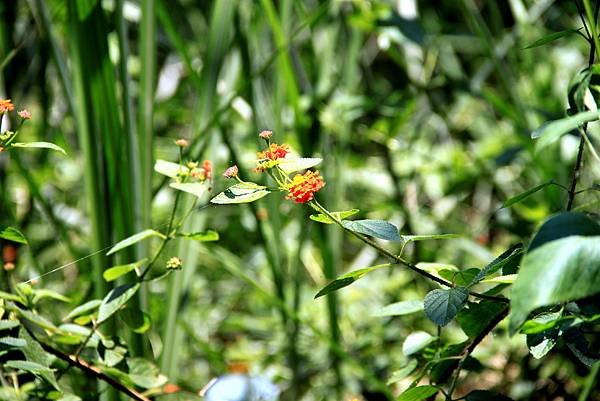 五酒桶山拈花惹草-5.JPG