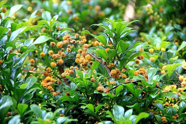 五酒桶山拈花惹草-1.JPG
