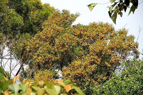 五酒桶山拈花惹草.JPG