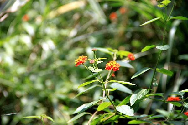 五酒桶山拈花惹草-7.JPG