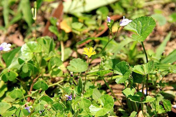 五酒桶山拈花惹草-9.JPG