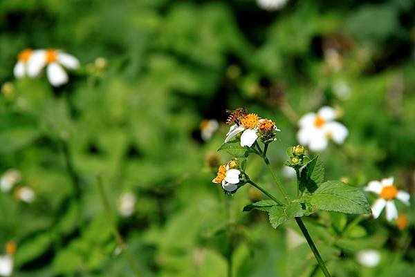 五酒桶山拈花惹草-15.JPG