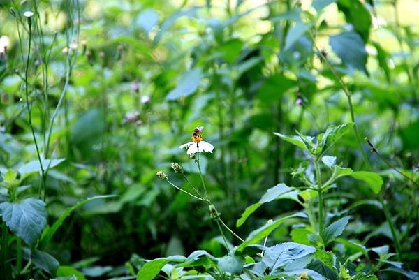 五酒桶山拈花惹草-18.JPG