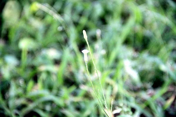 五酒桶山拈花惹草-17.JPG