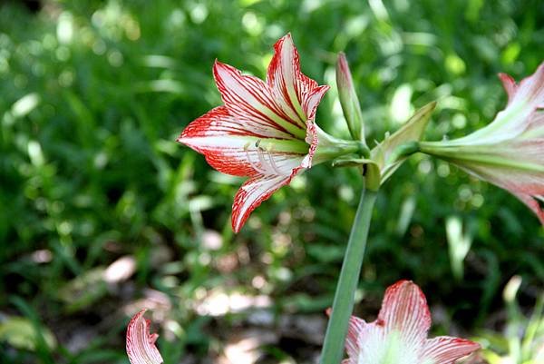 五酒桶山拈花惹草-21.JPG