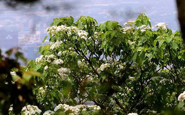 五酒桶山拈花惹草-25.JPG