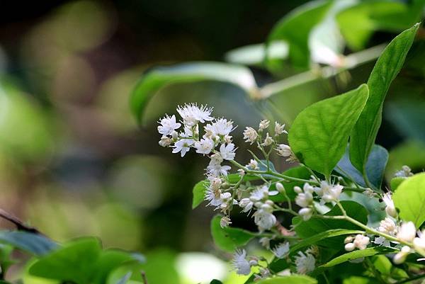 五酒桶山拈花惹草-32.JPG