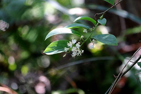 五酒桶山拈花惹草-33.JPG