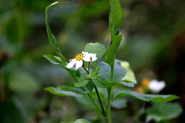 五酒桶山拈花惹草-34.JPG