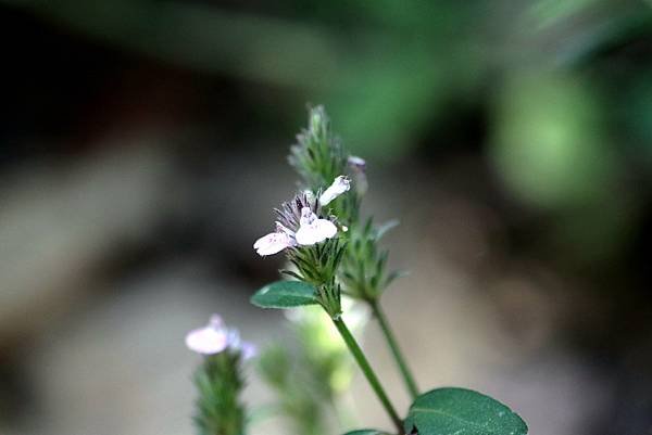 五酒桶山拈花惹草-36.JPG