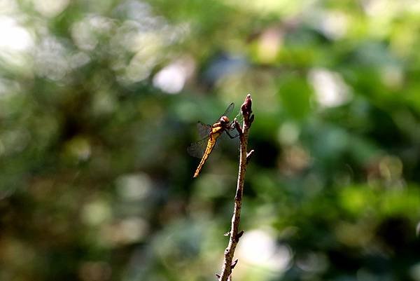 五酒桶山拈花惹草-37.JPG