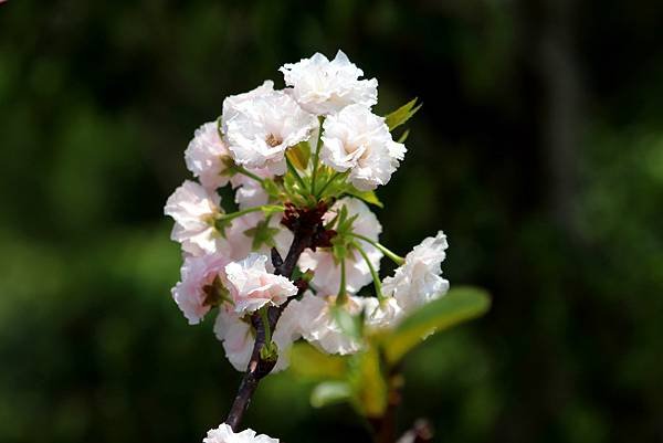 五酒桶山拈花惹草-38.JPG