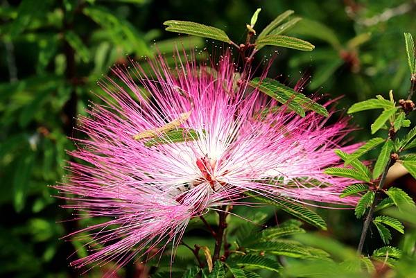 五酒桶山拈花惹草-42.JPG