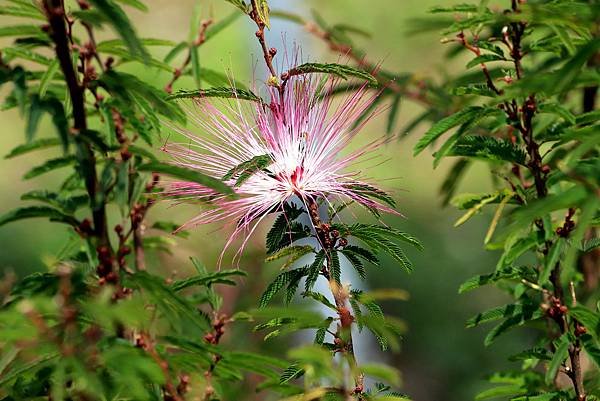 五酒桶山拈花惹草-44.JPG