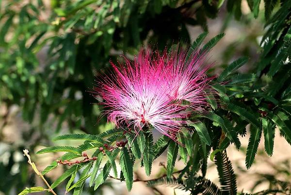 五酒桶山拈花惹草-45.JPG