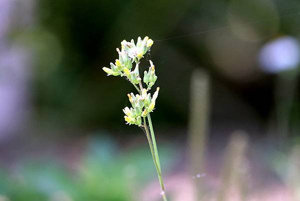 五酒桶山拈花惹草-47.JPG
